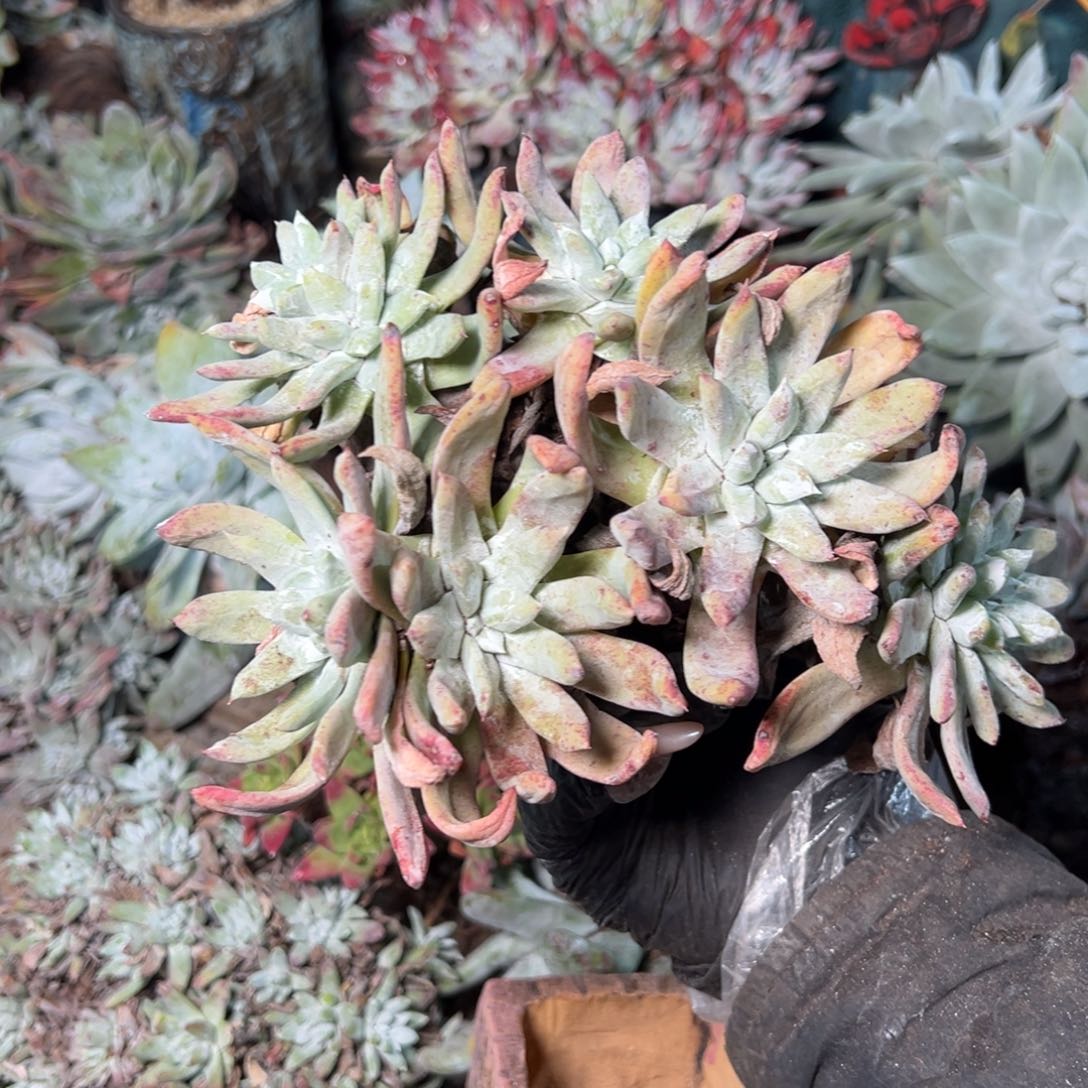 9081哈哈哈哈哈哈哈哈