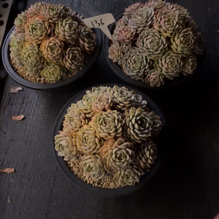 困***多肉植物，笨吧蒂斯3棵136号