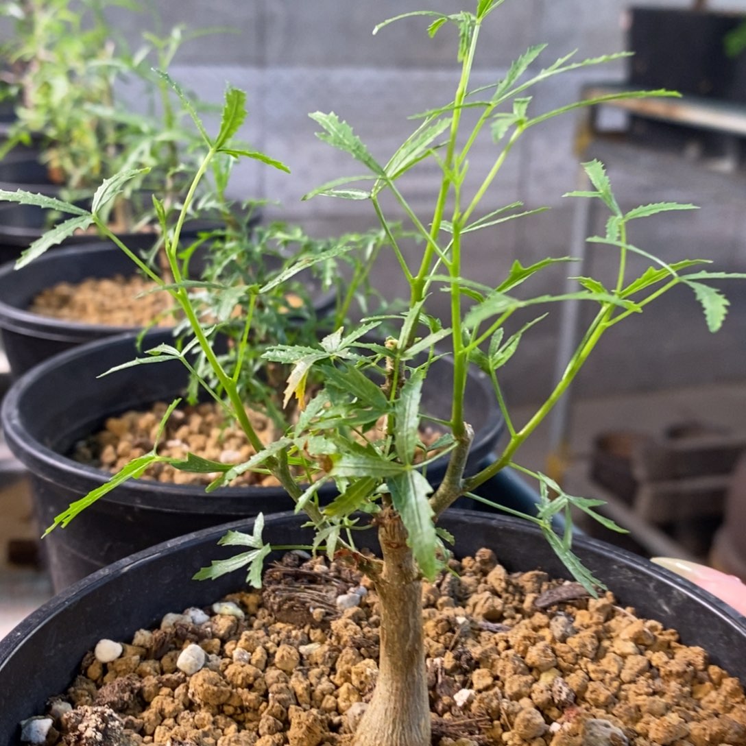 十二骑士（飞羽没药）实生带盆