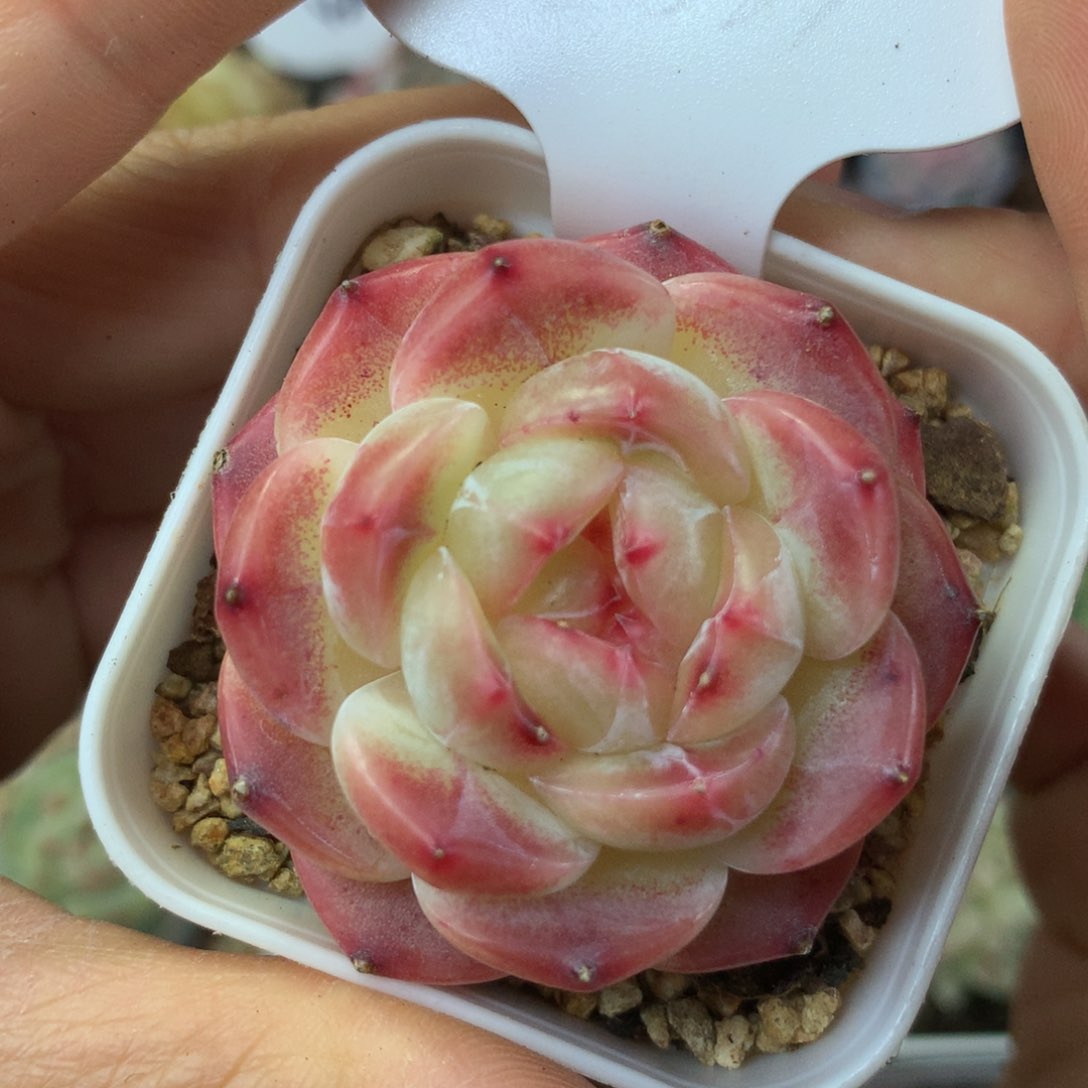 爱丽丝珍妮单头4633