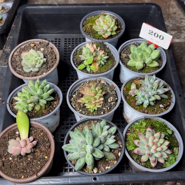 200多肉植物一物一拍