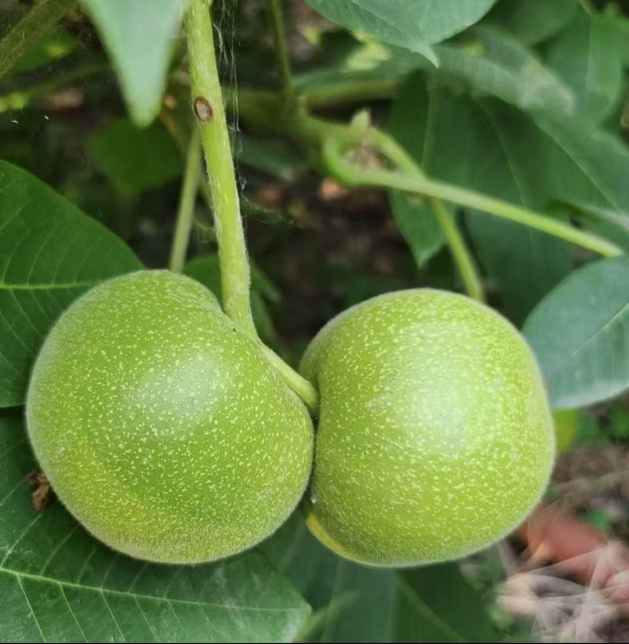 文玩核桃青皮文玩核桃