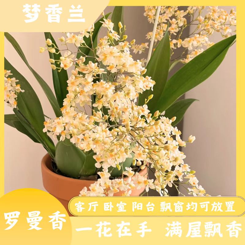 【梦姐专属-罗曼香】特A级50枝花剑起发 原生五年苗自然花香