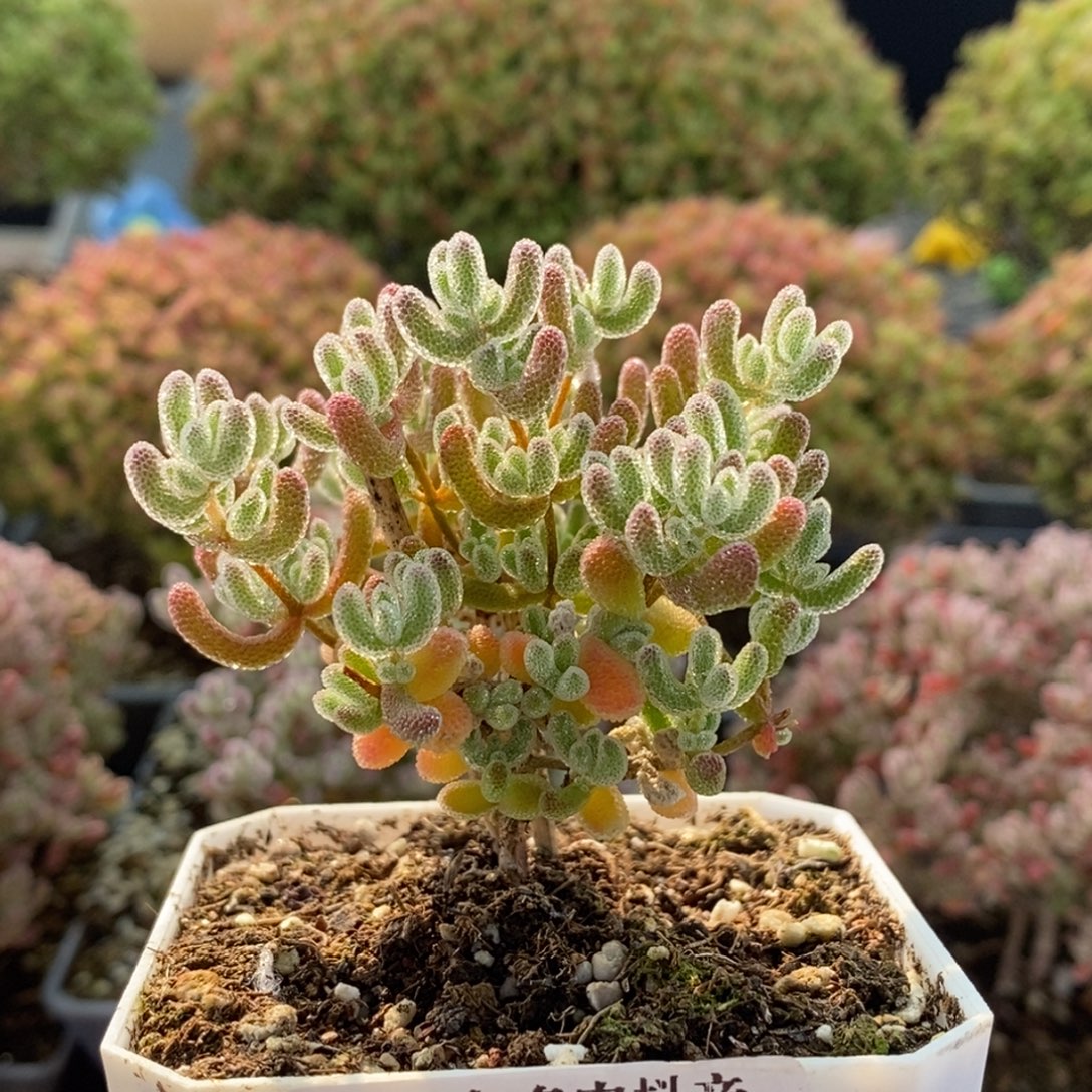 优选冰晶3195枝干番杏