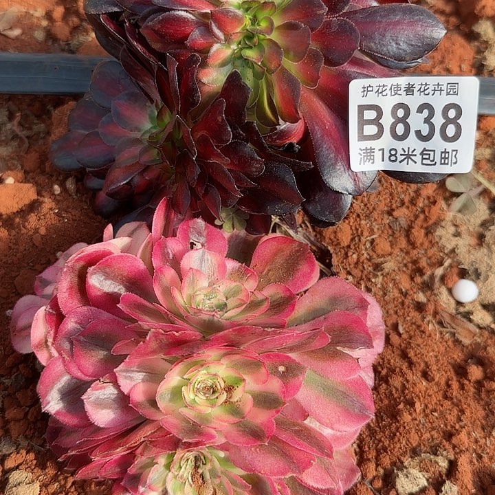 多肉法师淘宝福利