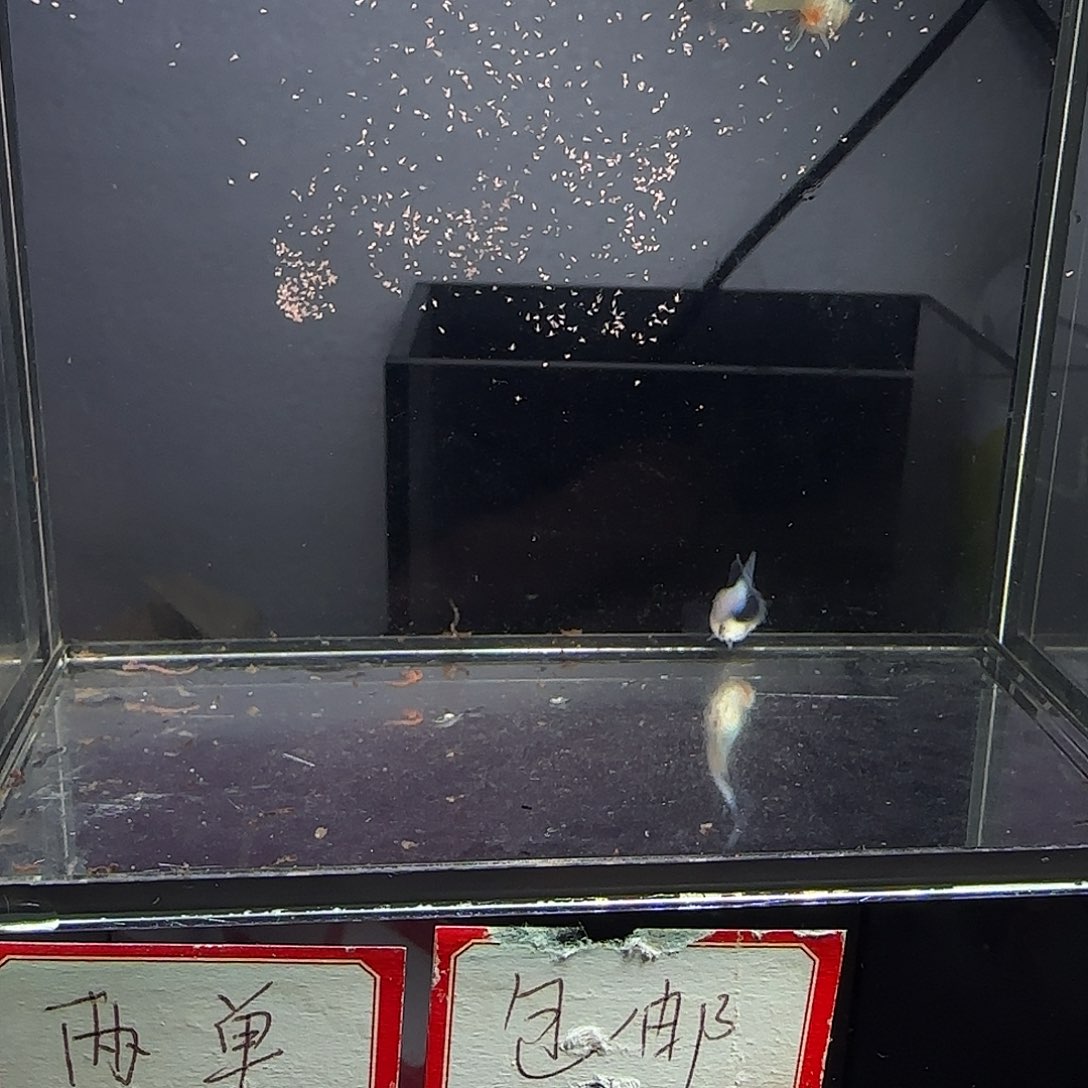 孔雀鱼大耳熊猫一对