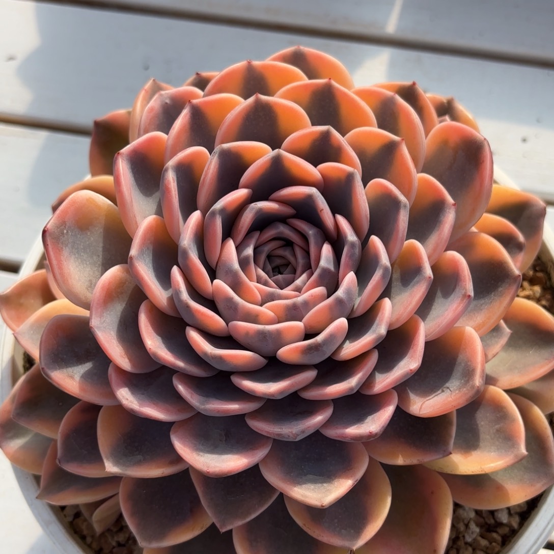 汉堡锦多肉植物盆栽花卉