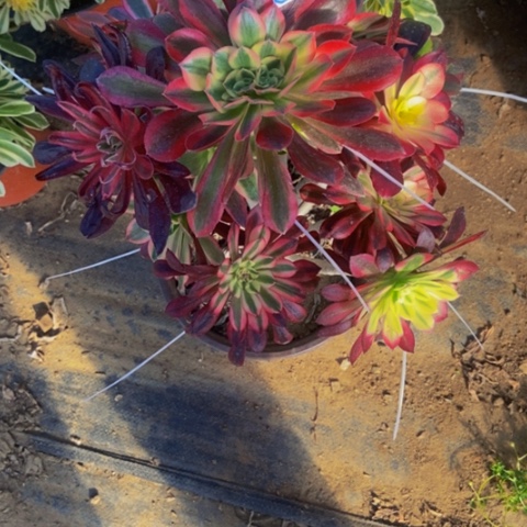 嫁接多肉植物一物一拍164多肉