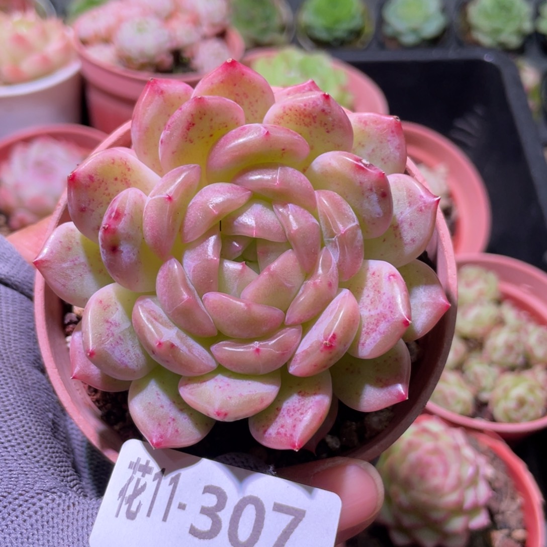 花利美11-307新品