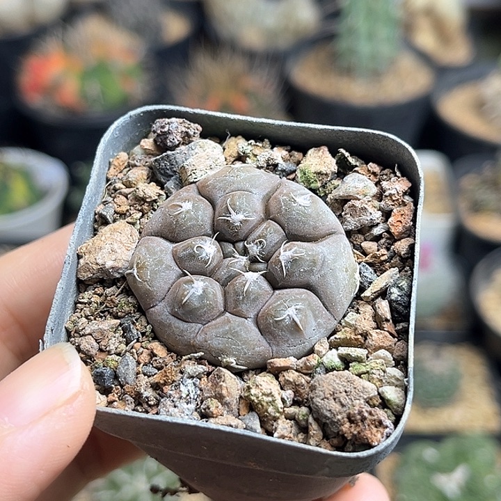 3.4公分龟甲铅皮实生球