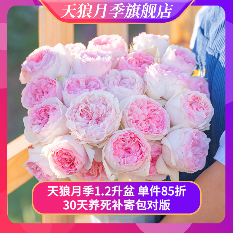 天狼月季 月季1.2升盆涵仙龙沙蓝雨等庭院阳台爬藤花卉