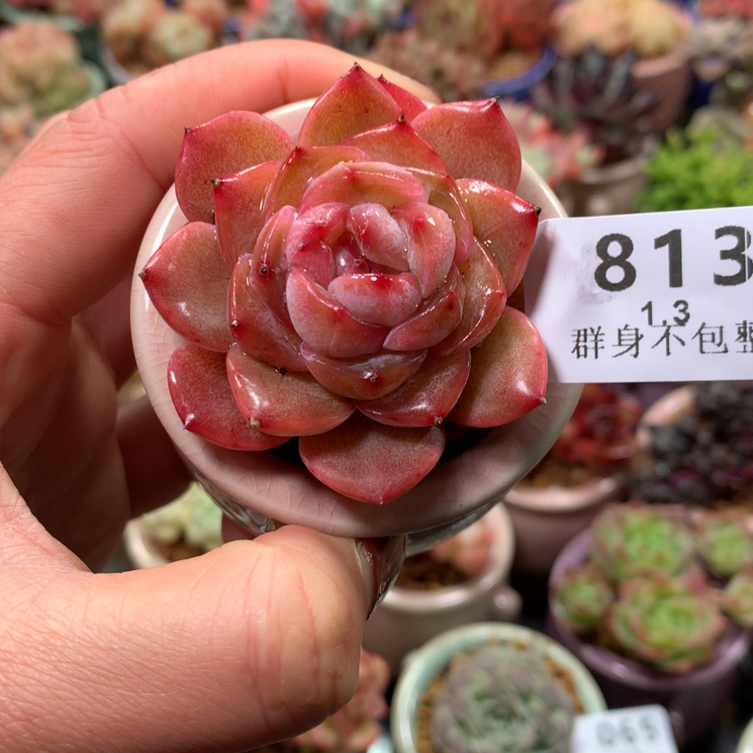 精控拇指盆1.3813