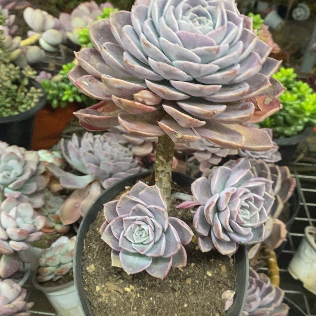 紫牡丹大单头老桩老桩