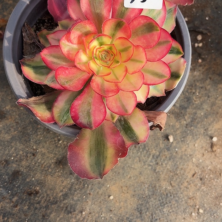 35爱丽丝多肉福利