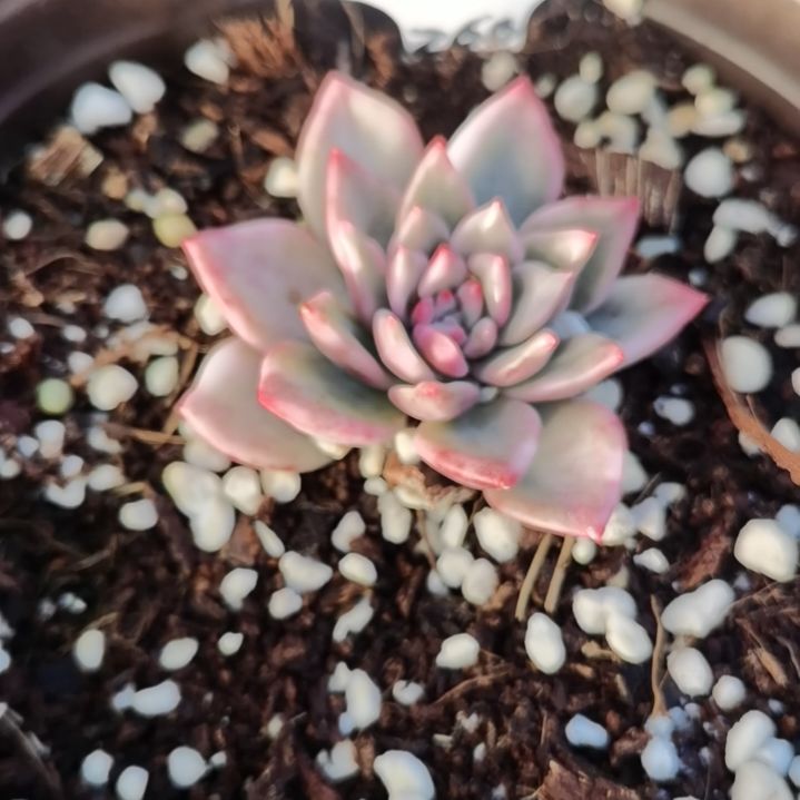 玫瑰橙白覆轮锦多肉植物