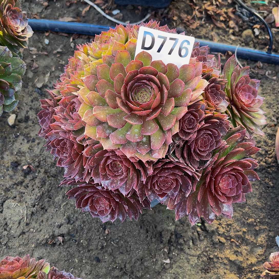 红魔法师14-23包邮