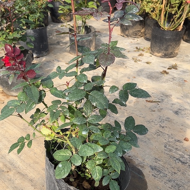 当前无花栽培后可以开花