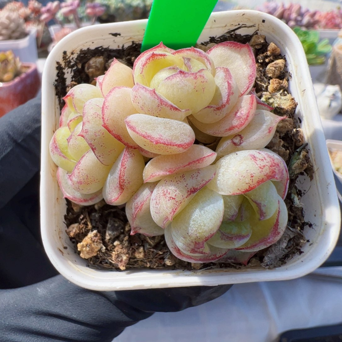 202 星宝精品多肉