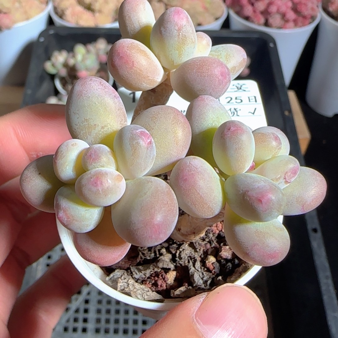 多肉1225-144苹果美人小老桩