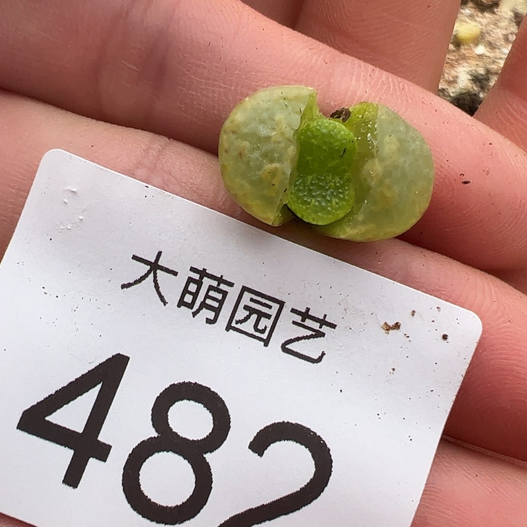 0000482一物一拍……