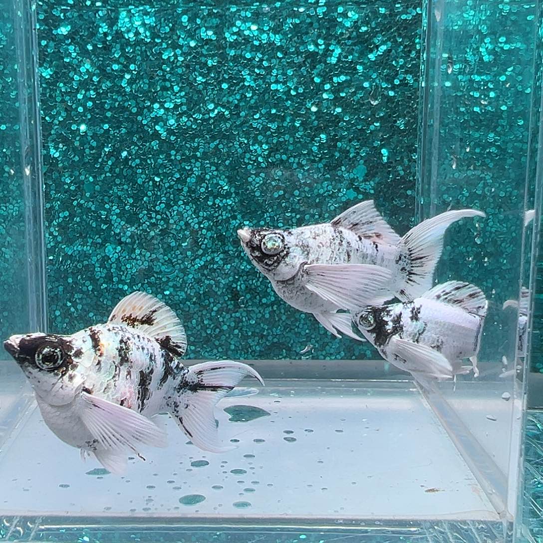 孔雀鱼水墨画3条0057