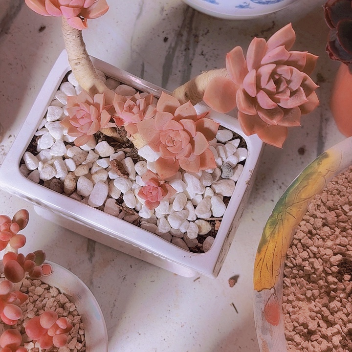 M***姜橙色恋人多肉植物福利处理