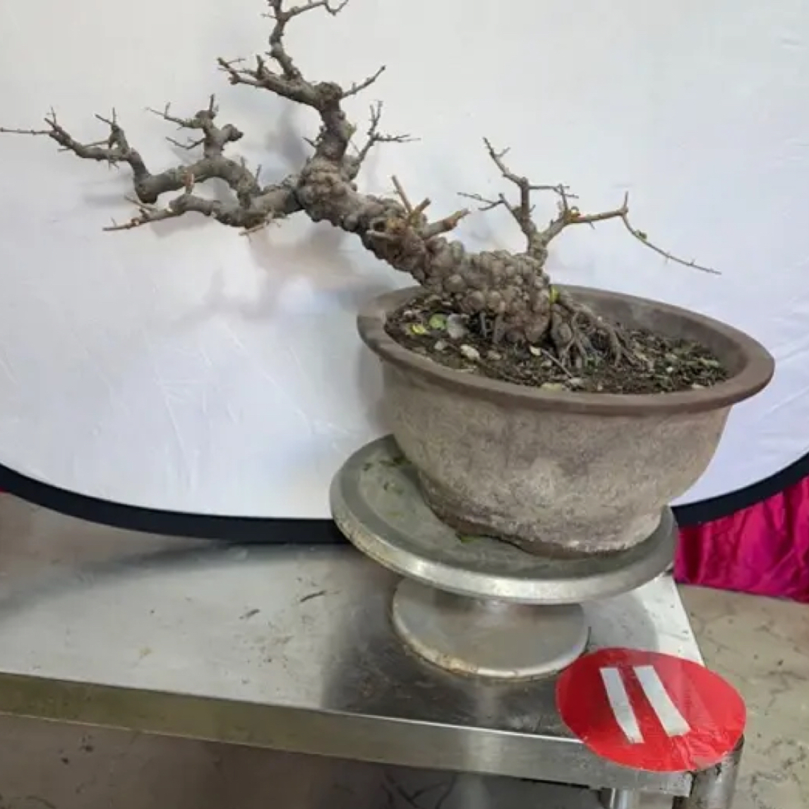 11号盆景（直播间一物一拍）