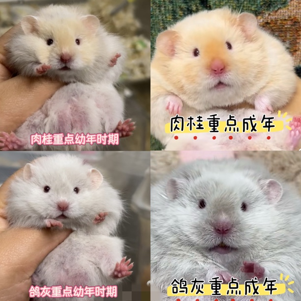 家养精品宠物肉桂重点鸽灰重点色长毛卷毛波利纹金丝熊温顺上手