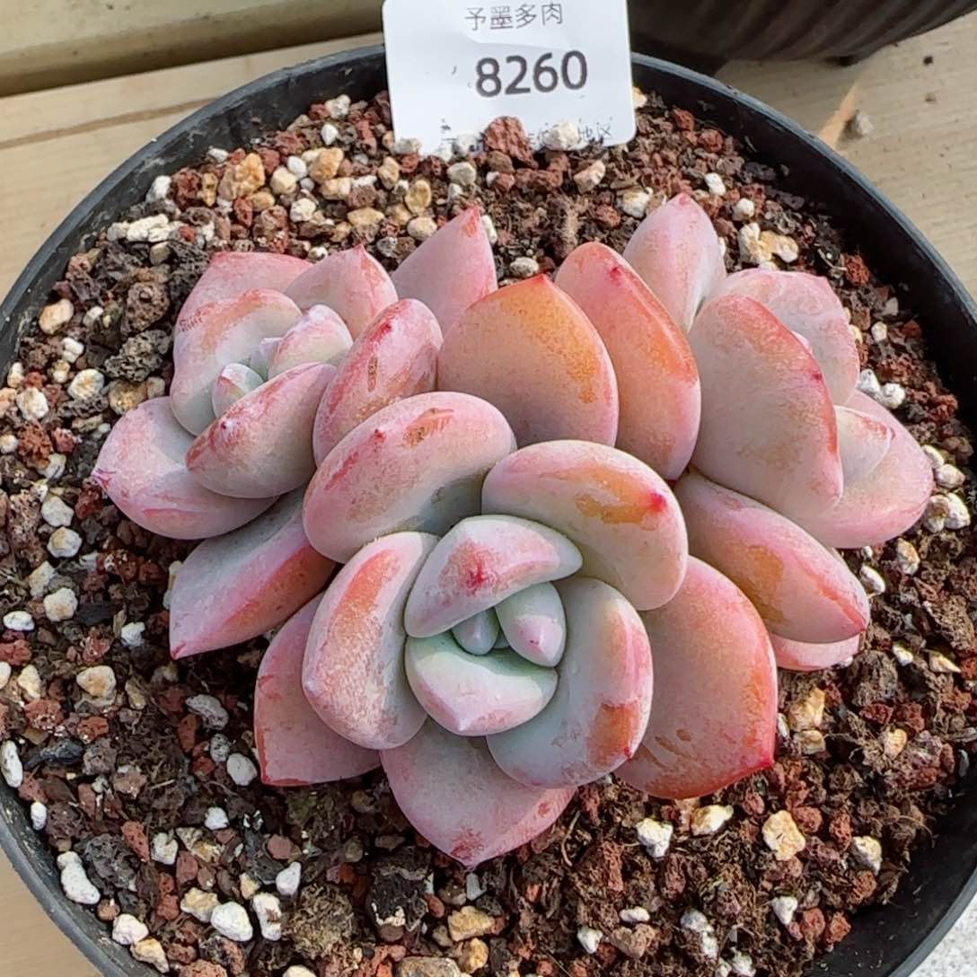 奶茶无砍，8260多肉植物