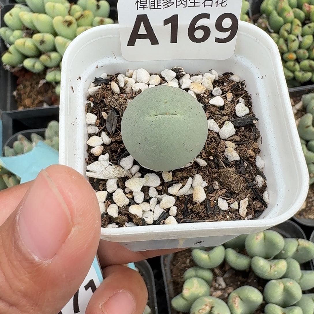 169多肉植物多肉植物