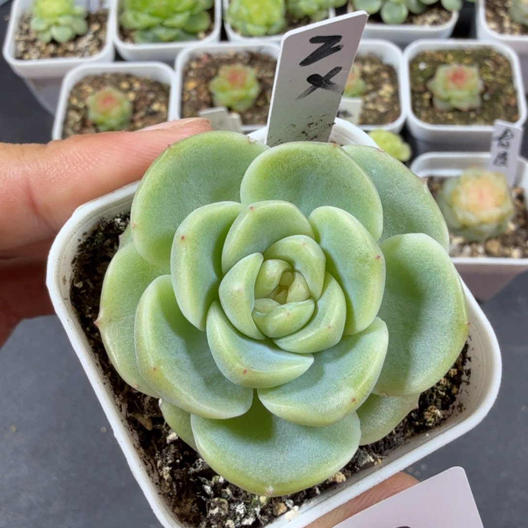 甜心谪仙一物一拍063