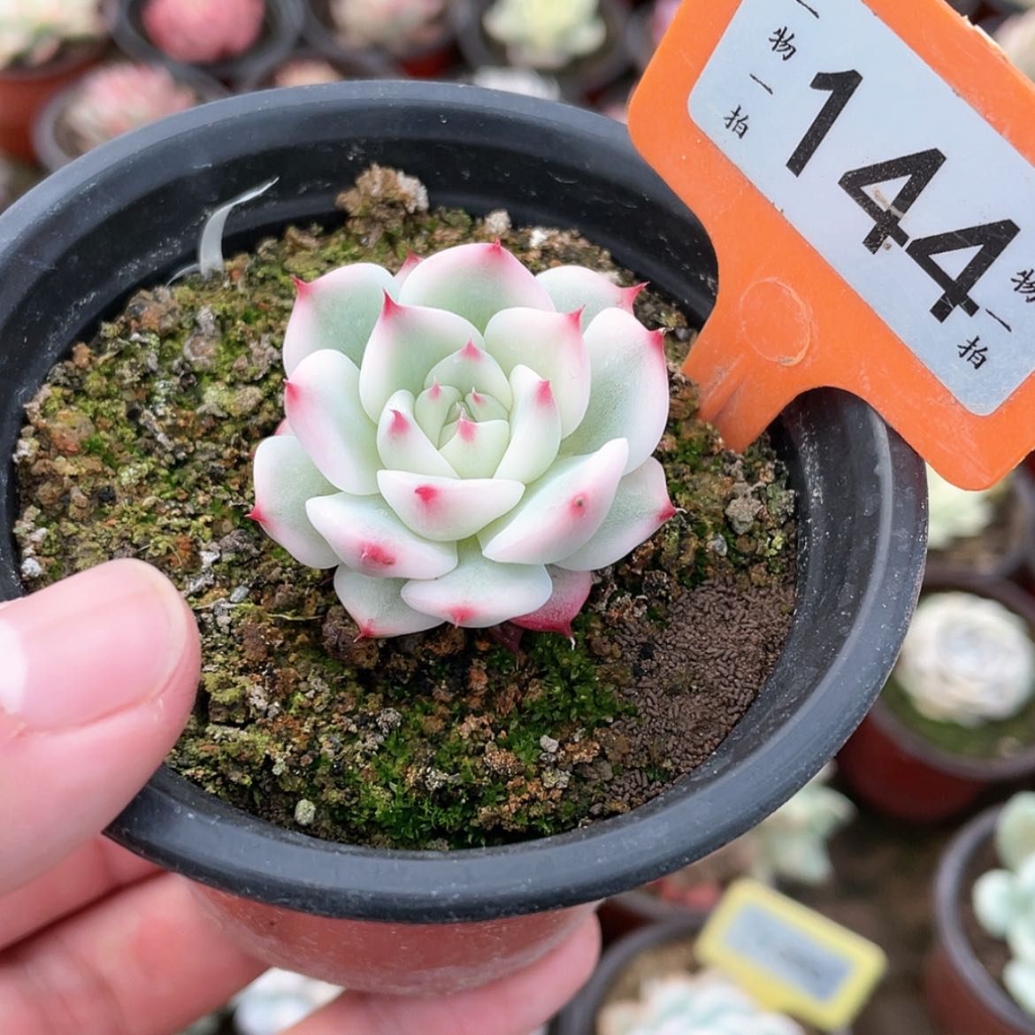 【闪购商品】144号