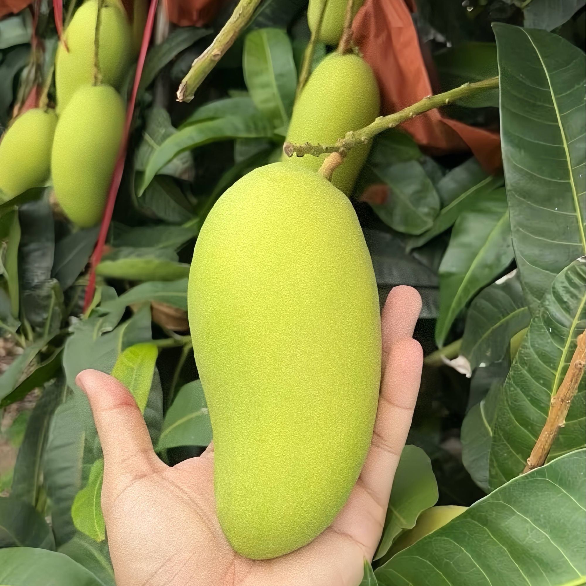 3斤装海南金煌芒 当季新鲜 现采现发