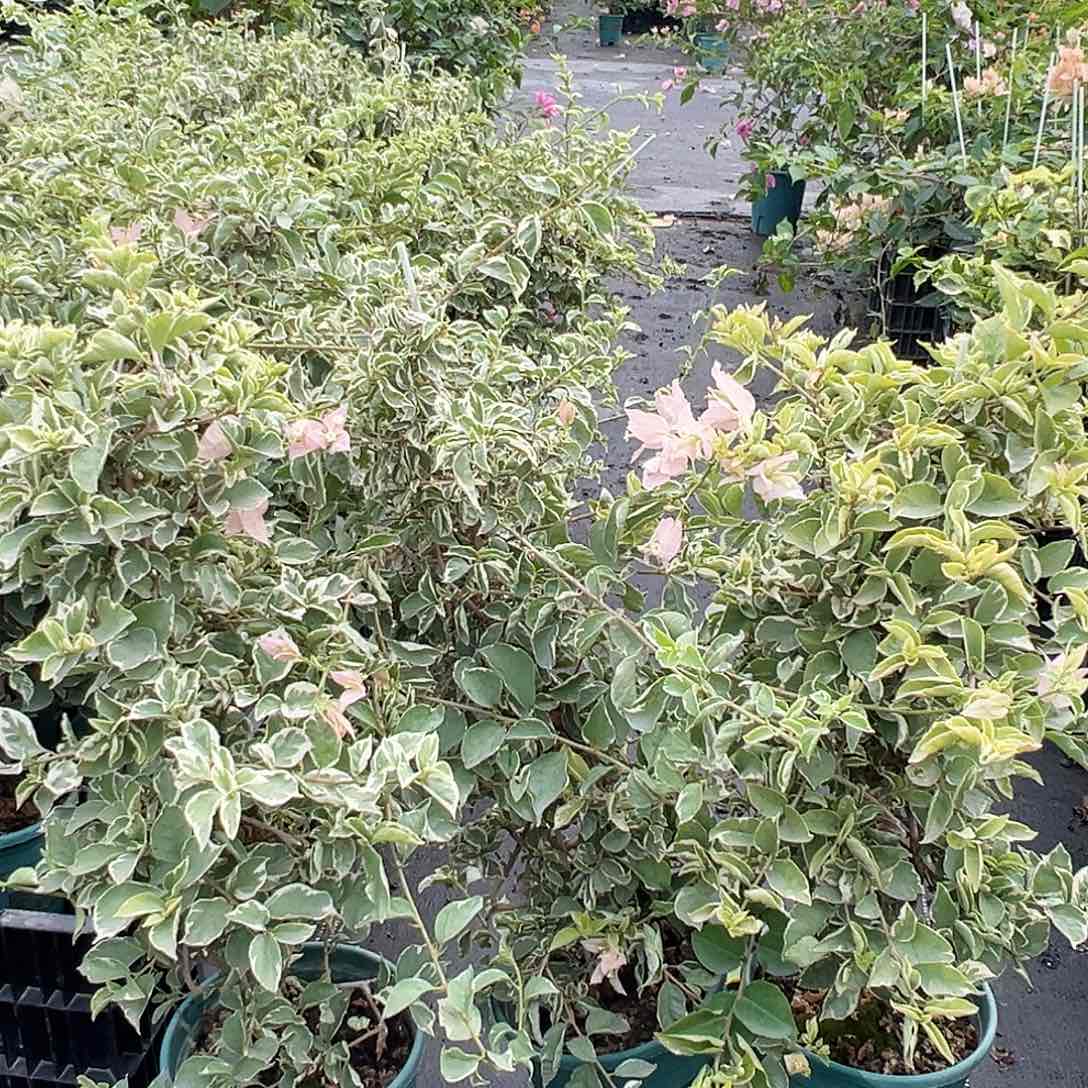 当前无花栽培后可以开花少女心一颗