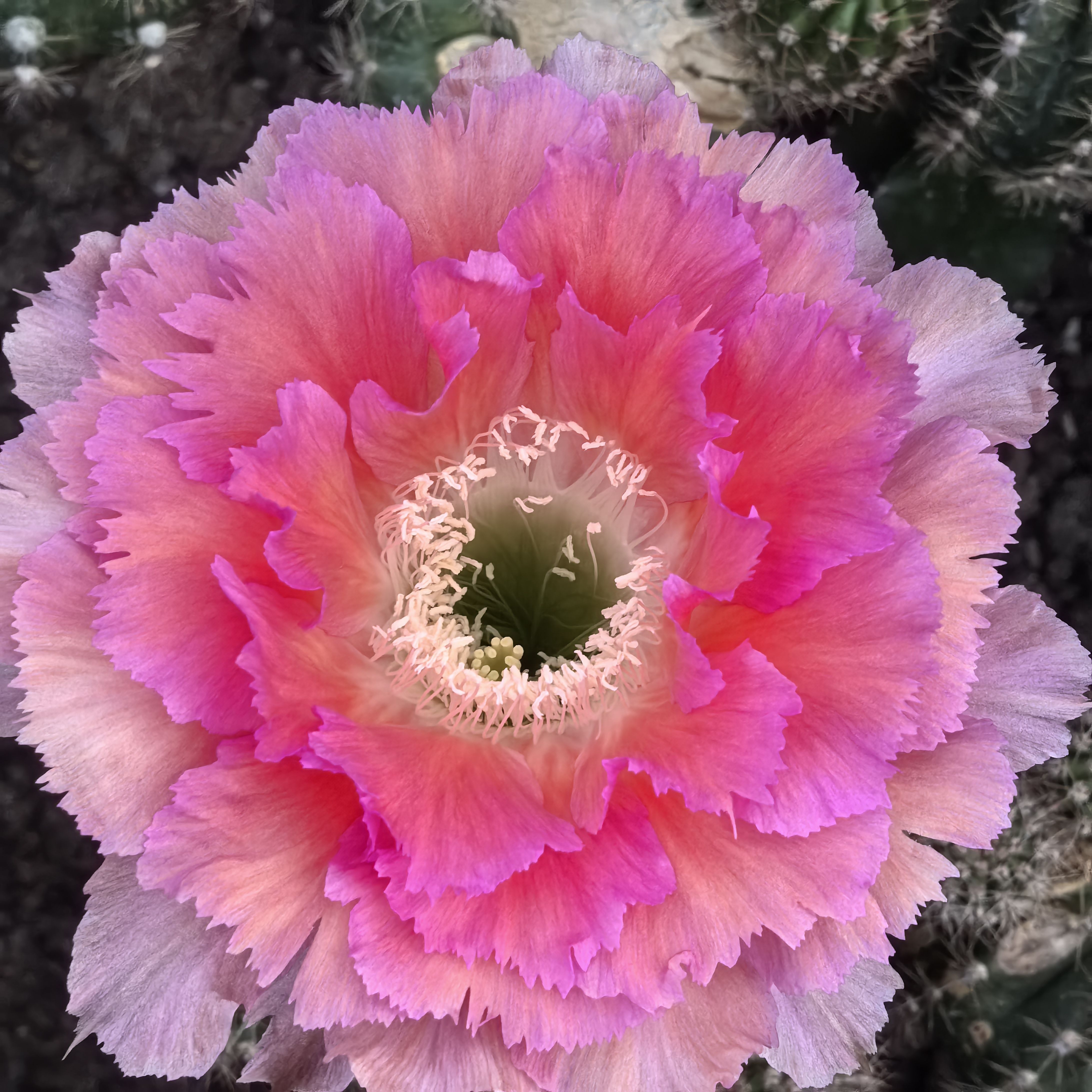 6号彩草对版花色侧芽自根球
