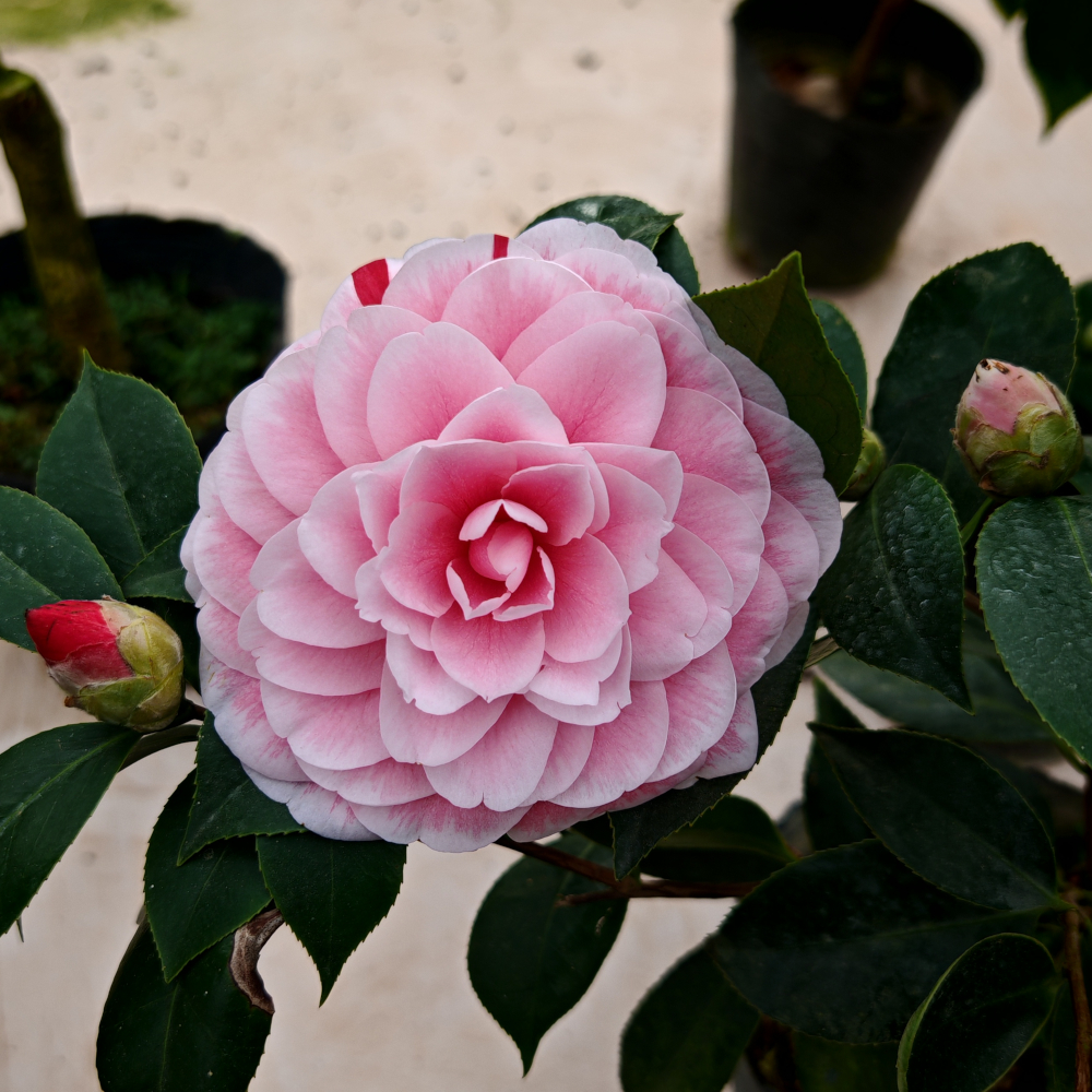 【五色赤丹】山茶花树苗盆栽带花苞一树多色室内懒人花卉耐寒好养活