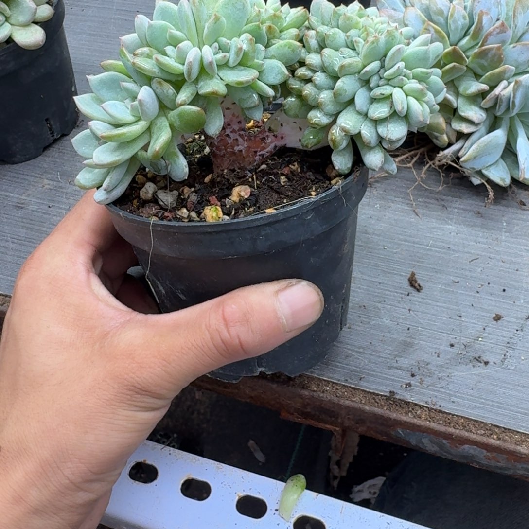 星影树缀无砍多肉