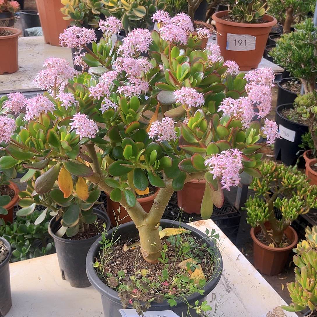 韩版糖果紫叶4520号