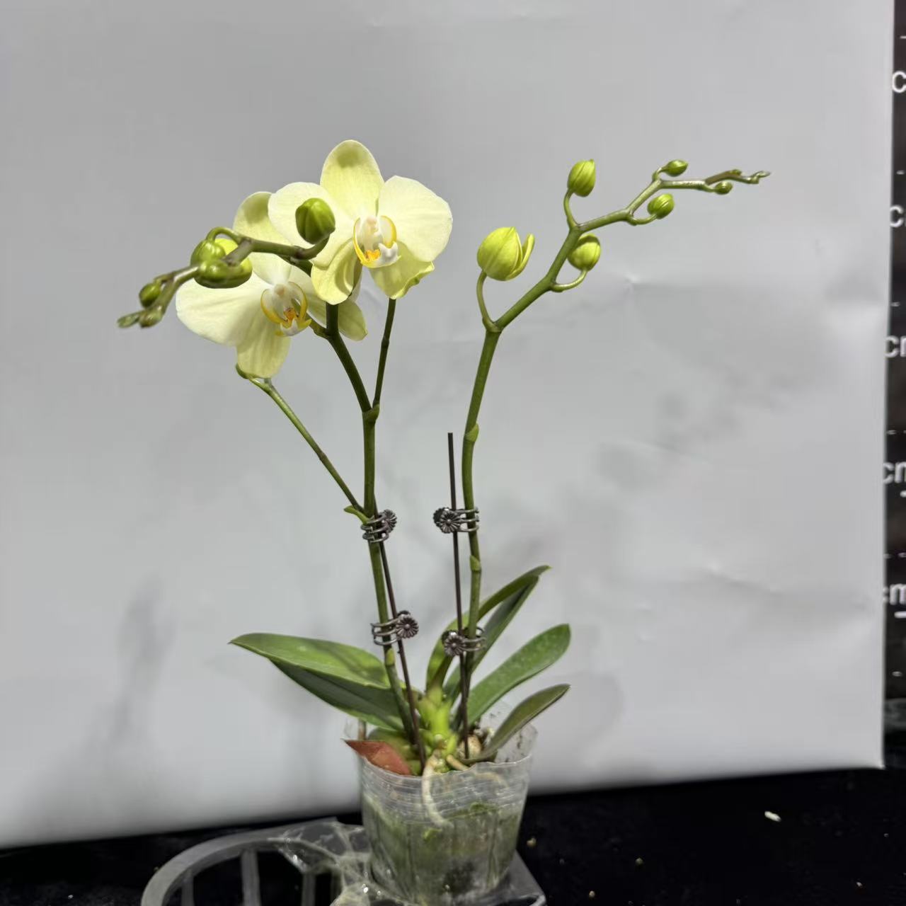 蝴蝶兰【卡利】（拍5颗及以上配盆）年宵花昆明直发