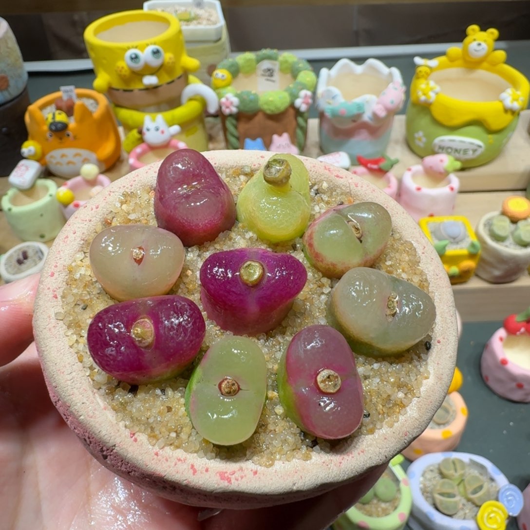 红陶蘑菇710毛汉尼