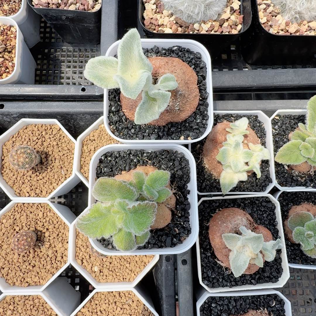 断崖女王断崖王子两颗