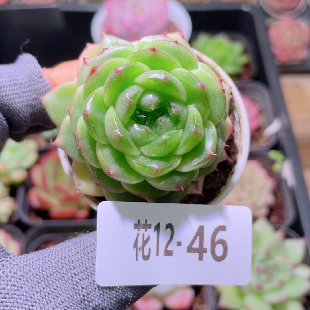 花利美12-46新品珍妮