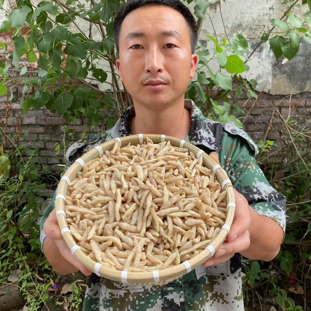 四川绵阳核心种植区产出颗粒饱满大小均匀的麦冬