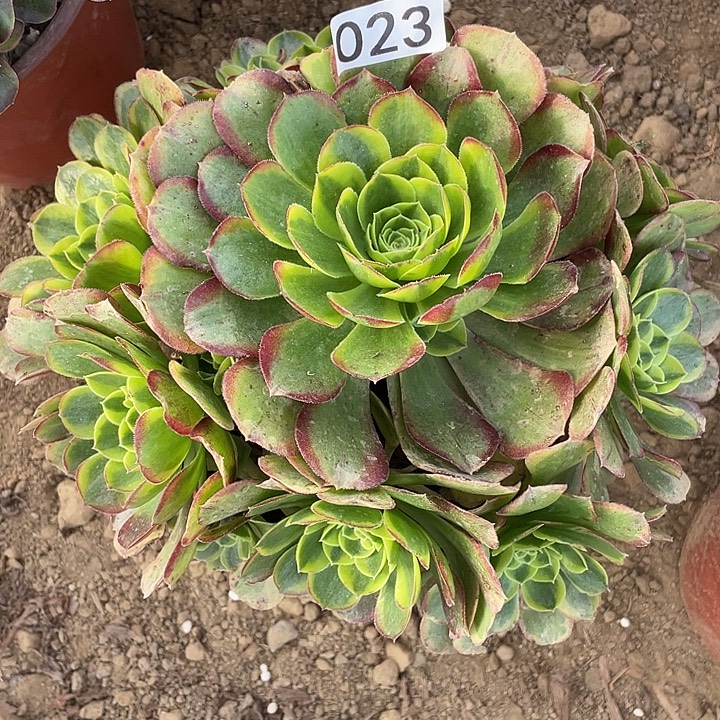 023奶白对肉植物的