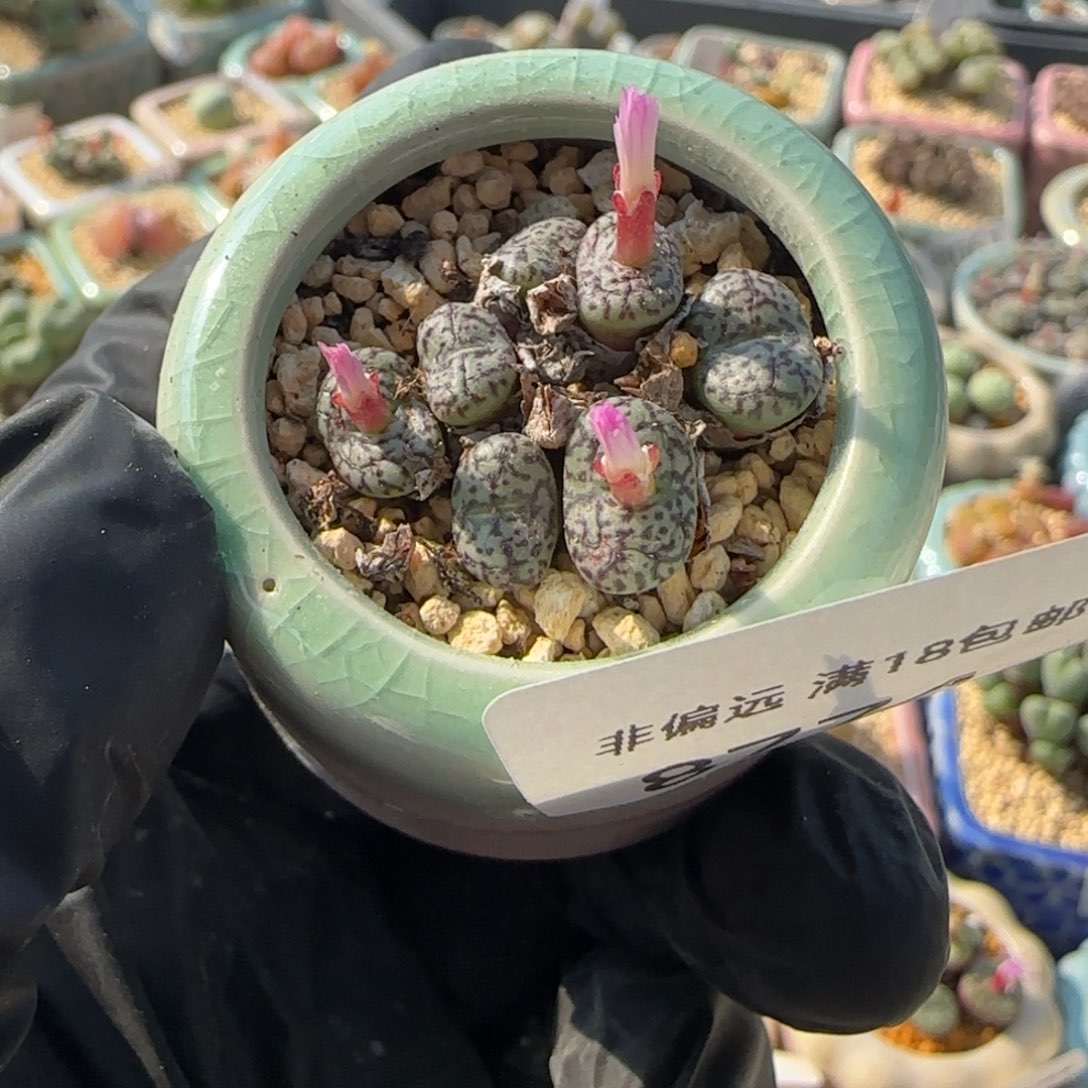 8774-一物一拍 带盆