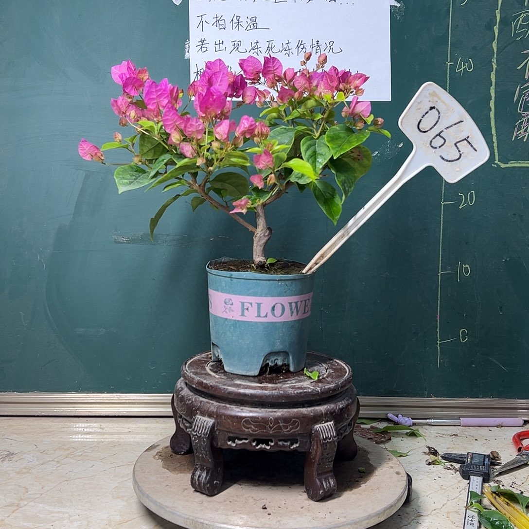 完全开放  福利  洋红公主  065