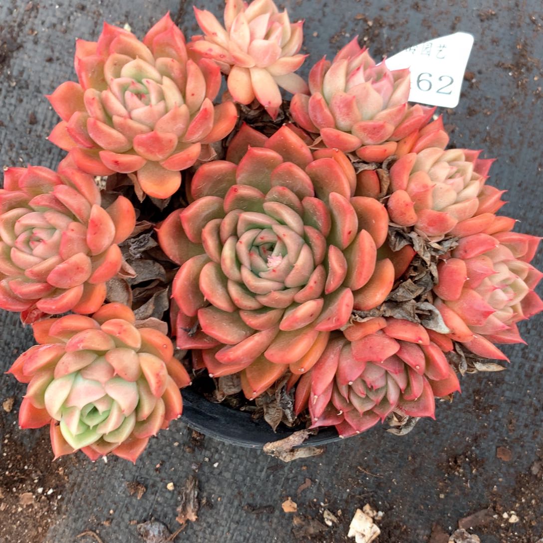 6462不包掉头整散不售后