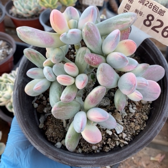 826一一一一一一一一一