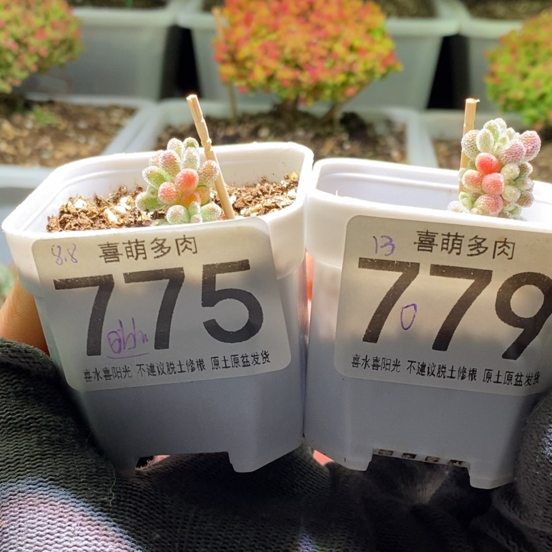 O****e冰晶枝干番杏775 779