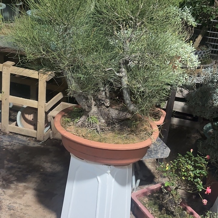 中***剑无花朵哈哈哈哈哈